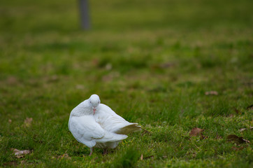 芝生の上の真っ白なハト