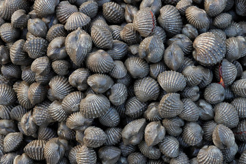 Fresh sea cockle from Thailand in the market. 