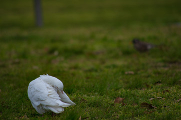 芝生の上の真っ白なハト