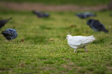 芝生の上の真っ白なハト