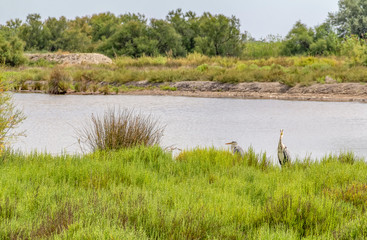 Regional Nature Park of the Camargue