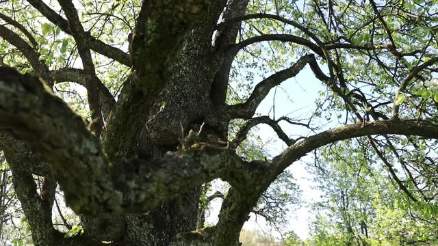 Fr&uuml;hlingsbaum