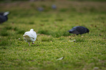 芝生の上の真っ白なハト
