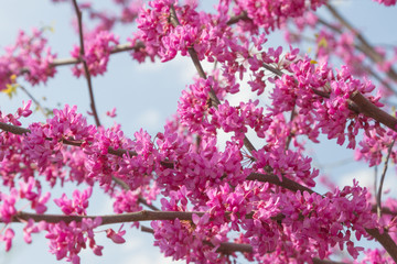 The branch of the Judean tree