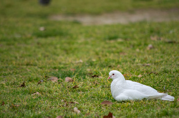 芝生の上の真っ白なハト
