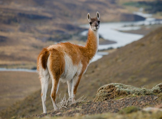 Guanaco in National Park Torres del Paine. Chile. Patagonia. South America. 
