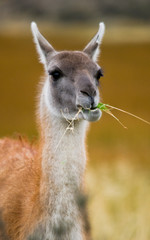 Portrait of guanaco. Torres del Paine. Chile. South America.