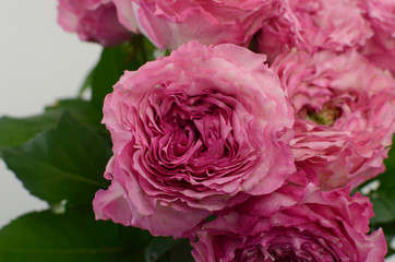 Pink rose Candice on white background