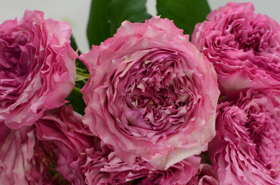 Pink rose Candice on white background