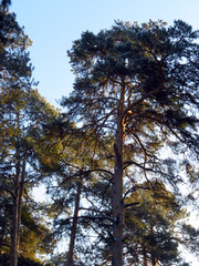 Obraz premium Beautiful spruce forest. The rays of the sun fall on branches of a tree. Beautiful photo of nature.