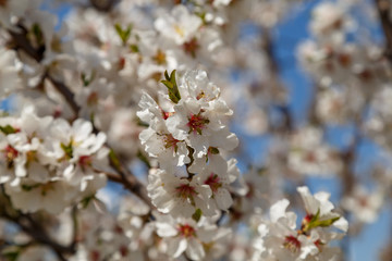 Apple tree blooms in spring. Beautiful blooming apple trees.