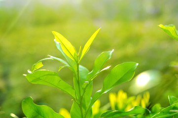 Closeup nature view of Tree top green leaf in garden at summer under sunlight. Natural green plants landscape using as a background or wallpaper.
