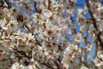 Apple tree blooms in spring. Beautiful blooming apple trees.