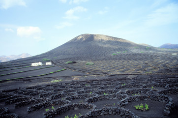weinanbau auf den kanaren