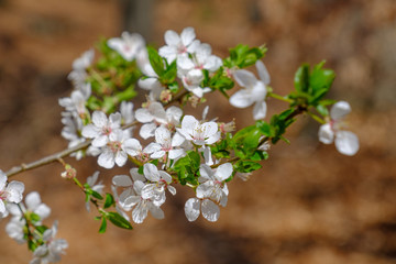Blühender Baum im Frühling