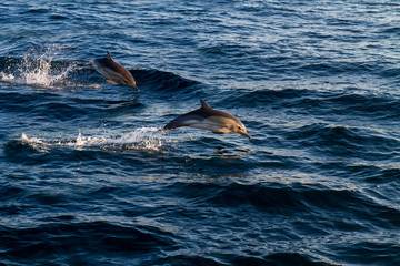 Obraz premium Dolphins jumping over the waves.