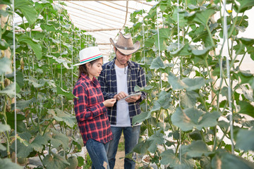 oung farmers are analyzing the growth of melon effects on greenhouse farms, Agronomist Using a Tablet in an Agriculture Field