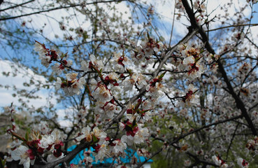 Spring. All wakes up, flowers sakura blossom .