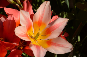Closeup on a single tulip in a flowerbed with other tulips.