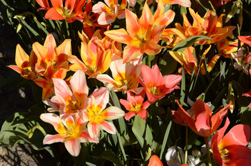 Wiew into a flowerbed with tulips in orange and pink colors.