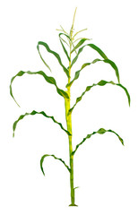 Corn trees isolated on a white background with clipping paths