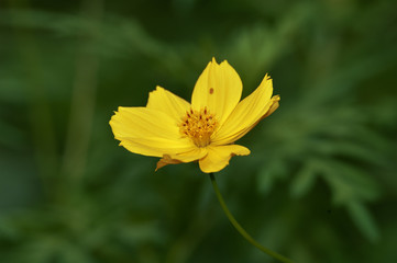 yellow ray flower, also called flower cosmos, belongs to the sunflower family