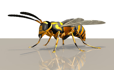 3d Wespe, Insekt freigestellt