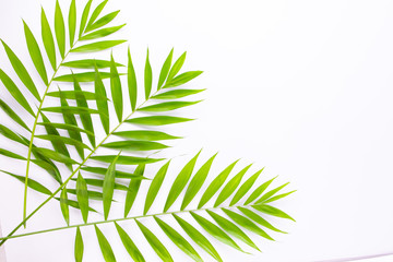 Layout of tropical leaves on a white background. Minimal summer exotic concept with copy space. Flat lay, top view
