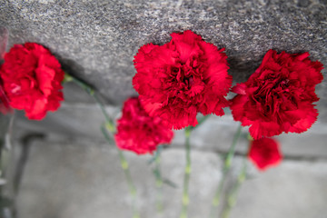 Red carnations flowers seen on the memorial stone