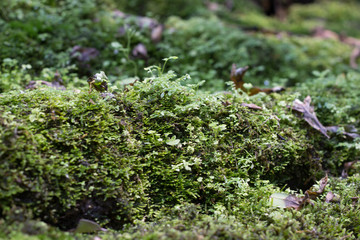 Moss on the timber