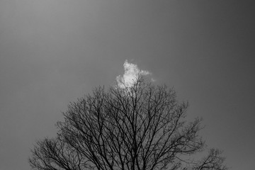árbol y nube