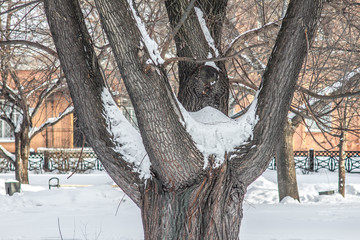 A fragment of an overgrown tree on several trunks in the city Park