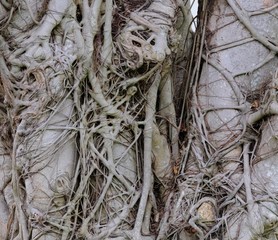 Pattern, texture and abstract of nature tree roots