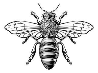 A honey bumble bee or bumblebee in a woodcut drawing vintage style  - obrazy, fototapety, plakaty