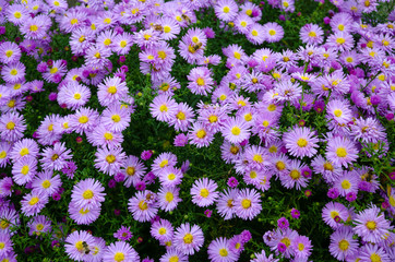 flower, nature, purple, flowers, garden, plant, pink, blossom, spring, green, bloom, lilac, floral, summer, beauty, beautiful, color, blooming, petal, tree, violet, flora, bush, leaf, natural