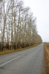 Autumn road among the trees in Siberia