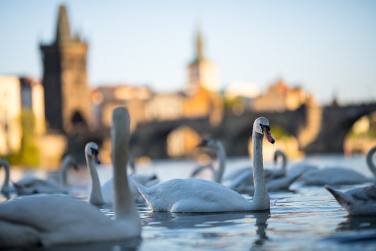 Schw&auml;ne von Prag im Sonnenuntergang, Karlsbr&uuml;cke u Altst&auml;dter Br&uuml;ckenturm im Hintergrund