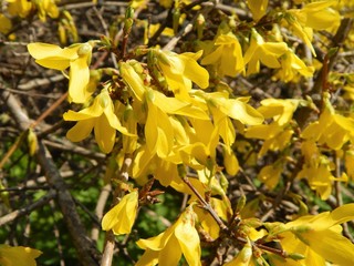 Obraz premium Blooming forsythia in the city park in spring