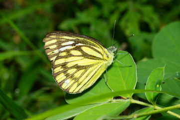 Obraz premium Common Gull Butterfly near Pune, Maharashtra, India.