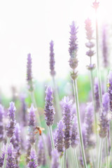 ラベンダー　ラベンダー畑