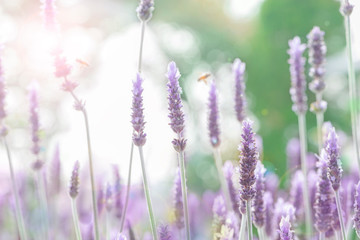 ラベンダー　ラベンダー畑