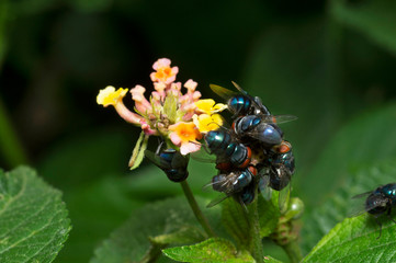 Metallic Blue Green Fly, Lucilia coeruleiviridis near Pune, Maharashtra, India.