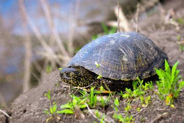European pond turtle on a steep bank of the river