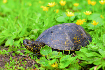 Young European pond turtle on among green plants on the river bank