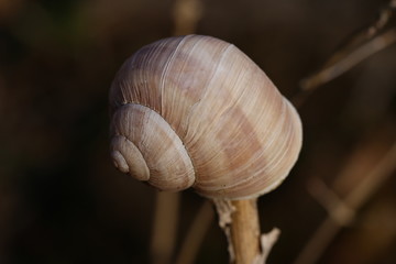 Helix pomatia also Roman snail, Burgundy snail