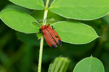 Red Fly on a leaf near Pune Maharashtra, India.