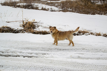 dog in winter on the snow