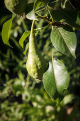 Green pear on the tree in summer day.