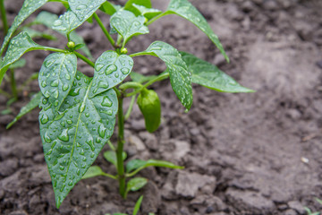 Green bell pepper growing on bush in the garden.