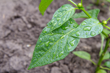 Green bell pepper bush growing in the garden.